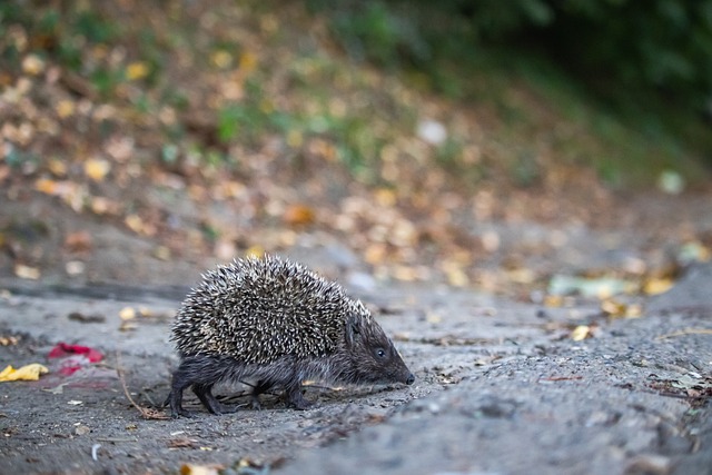 劲旅的霸气 劲旅的霸气